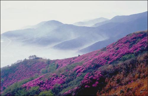 '진달래산천'을 실감케 하는 여수 영취산의 진달래. 분홍빛 꽃사태를 맞은 듯하다. 